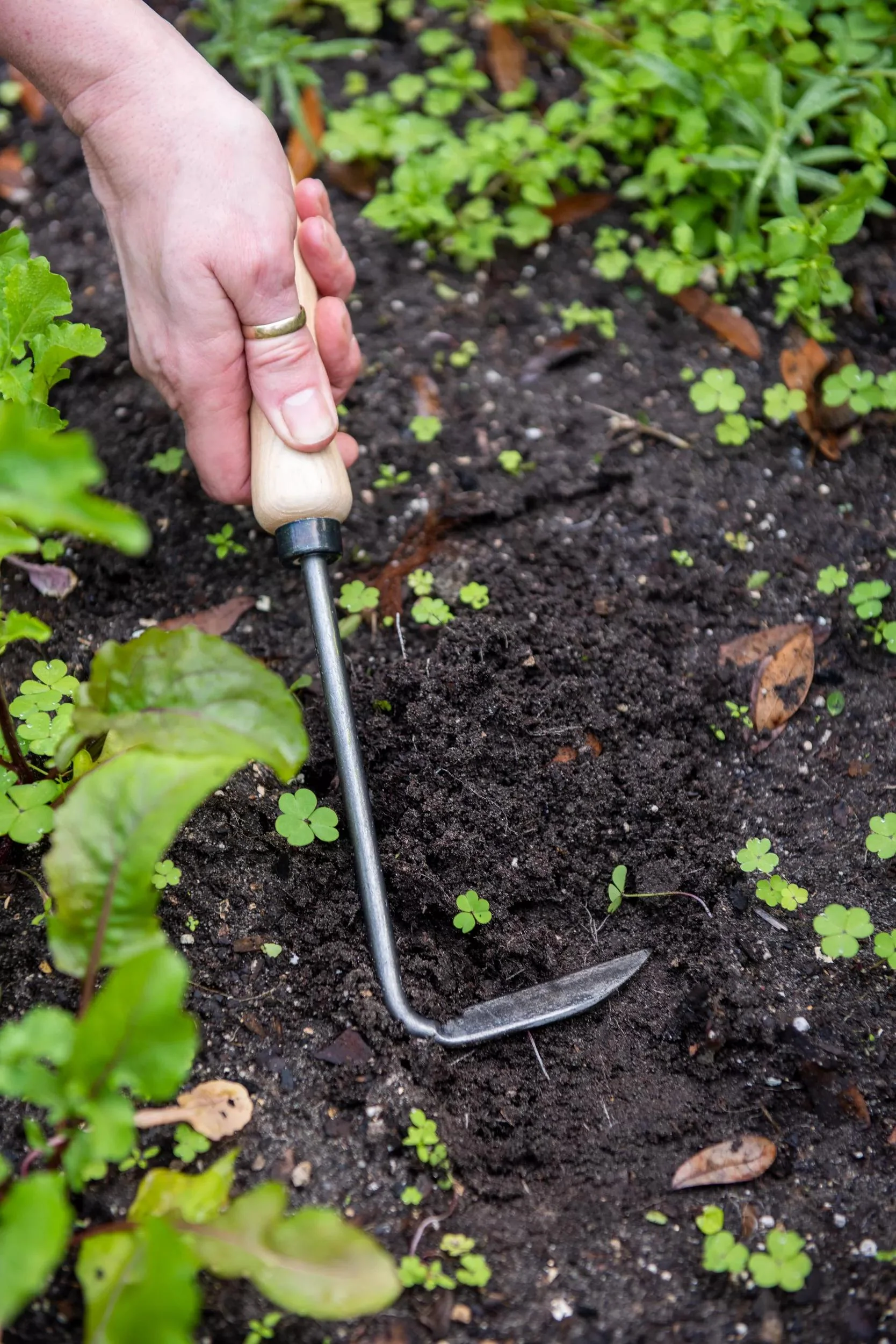 Cape Cod Weeder Right-Handed Hand-Forged Steel Garden Weeding Tool