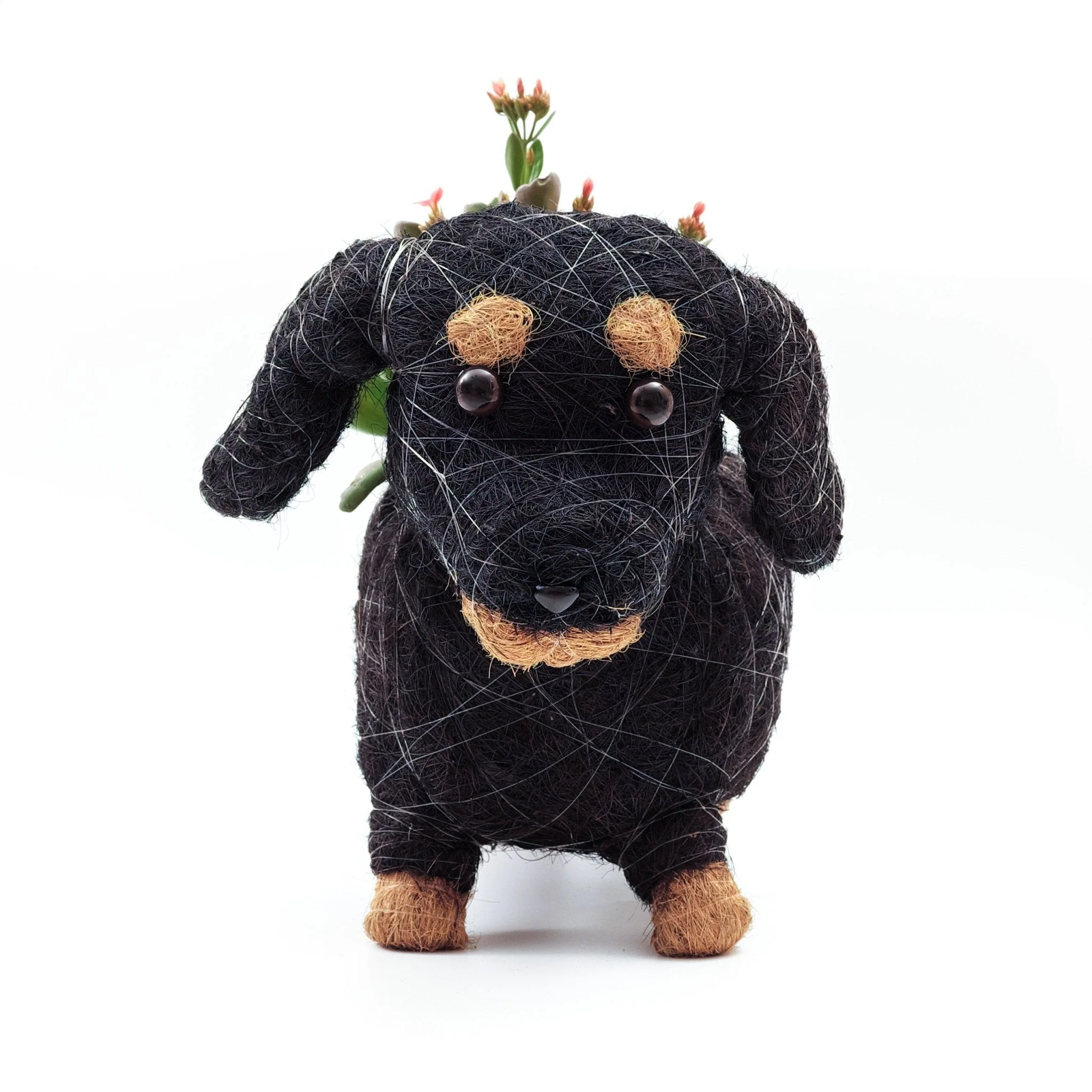 Baby Dachshund - Coco Coir Pots
